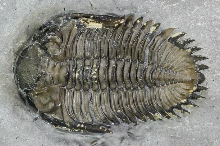 Greenops Trilobite - Hungry Hollow, Ontario #107537
